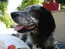 photo du chien Setter POKER
